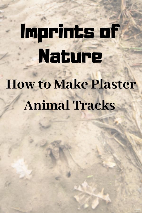  ​Make plaster imprints of animal tracks with this environmental exploration activity.  Get kids outdoors and engaging with nature through this nature activity. 